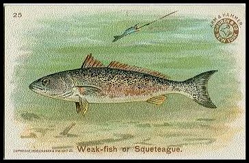 25 Weak-fish or Squeteague